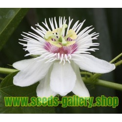 Semi di maracuja selvaggio, cespuglio frutto della passione (Passiflora foetida)