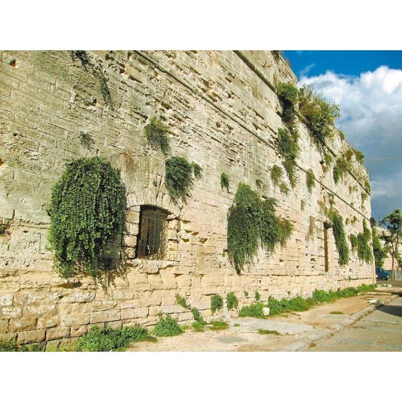 Echte Kapernstrauch Samen (Capparis spinosa) | 1,95 €