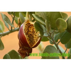 Caper bush, Flinders Rose Seeds (Capparis spinosa)
