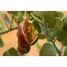 Semi di CAPPERO (Capparis spinosa) | 1,95 €