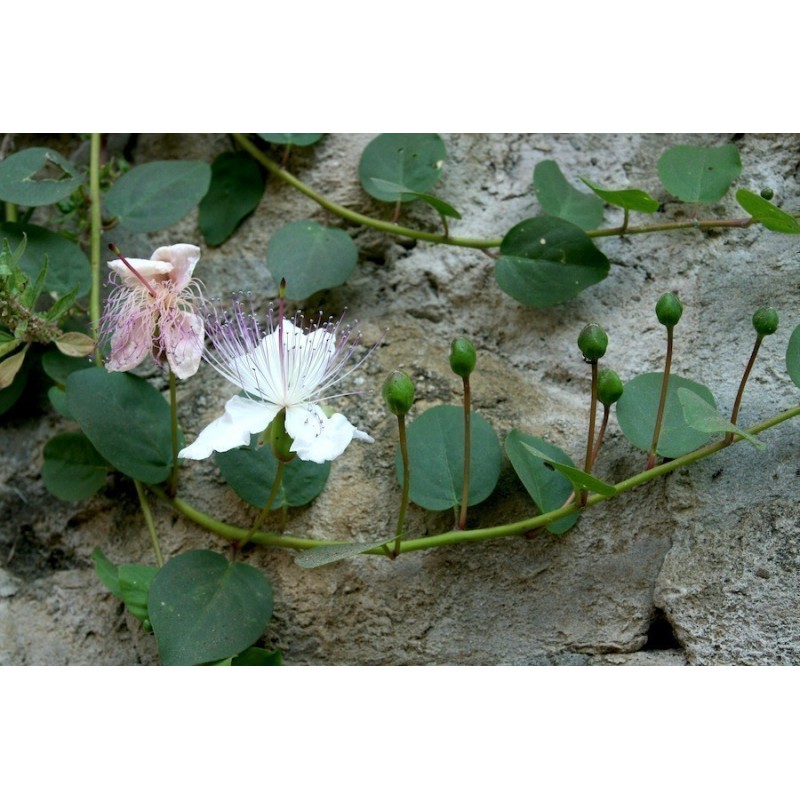 Caper bush, Flinders Rose Seeds (Capparis spinosa) | €1.95