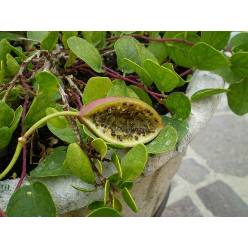 Semi di CAPPERO (Capparis spinosa) | 1,95 €