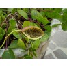 Echte Kapernstrauch Samen (Capparis spinosa) | 1,95 €