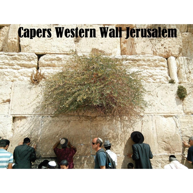 Echte Kapernstrauch Samen (Capparis spinosa) | 1,95 €