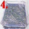 Price: €0 - Razmnozavanje - Sejanje Passiflora Semena -  - 4