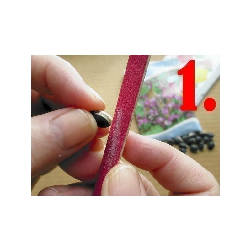 Germinación de las semillas de Pasiflora | 0,00 €