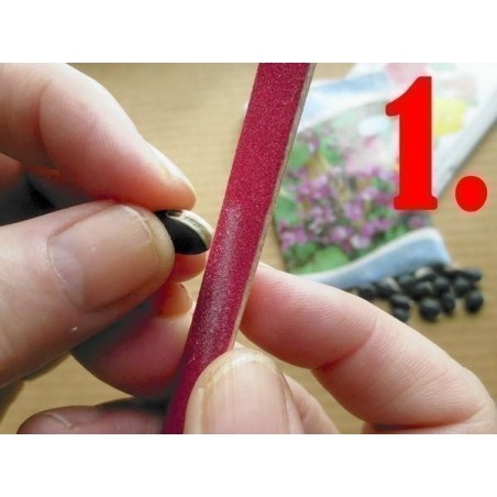 Propagação - Semeando Passiflora | 0,00 €