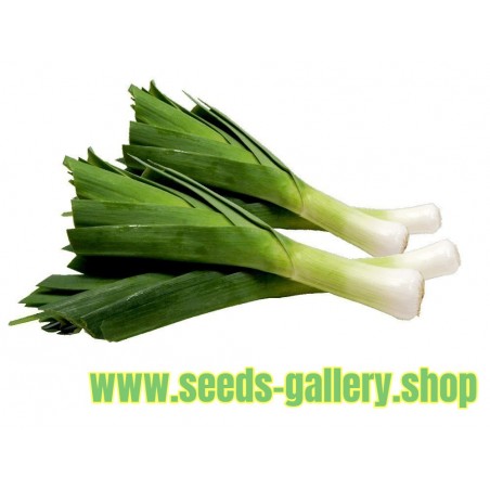 Kamus Leek Seeds – Allium Porrum