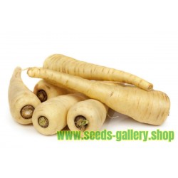 Long White Smooth Parsnip