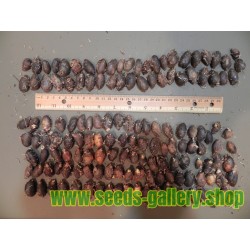 TITAN ARUM Seeds (Amorphophallus titanum)