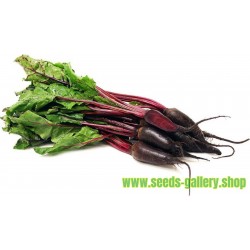 Beetroot Seeds “Cylindra”