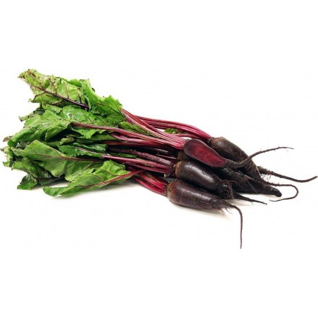 Graines de Betterave Cylindrique | 1,95 €