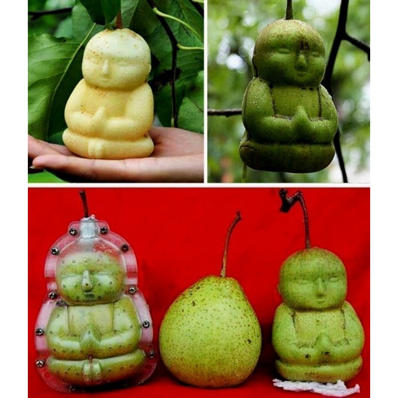 Moules à fruits : Façonnez des fruits aux formes extraordinaires | 15,00 €