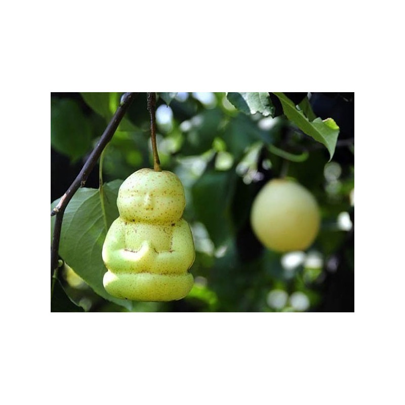 Moules à fruits : Façonnez des fruits aux formes extraordinaires | 15,00 €