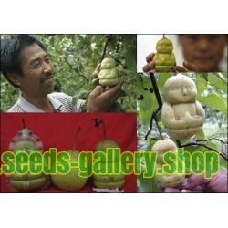 Molde de plástico con forma de Buda para jardín forma de molde Tianxiangjjeu manzanas frutas peras 
