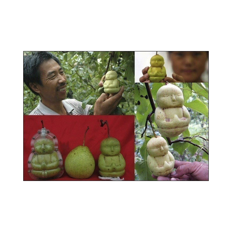 Moules à fruits : Façonnez des fruits aux formes extraordinaires | 15,00 €