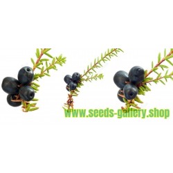 Crowberry, Black Crowberry Seeds (Empetrum nigrum)