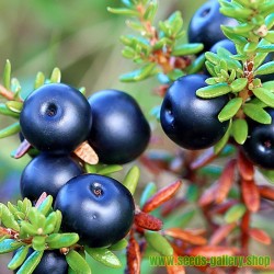 Σπόροι Crowberry - Empetrum nigrum