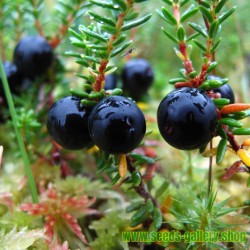 Σπόροι Crowberry - Empetrum nigrum