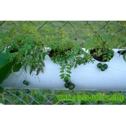 Semillas de Tzimbalo (Solanum caripense)