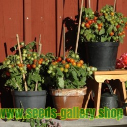 Sementes de varanda tomate VILMA