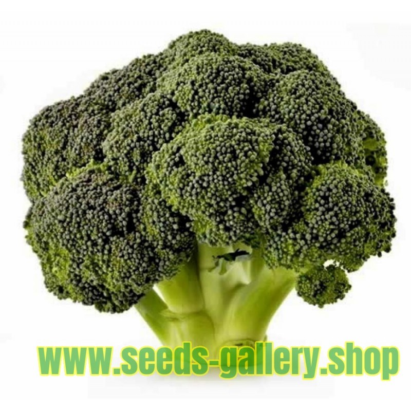 Broccoli - Sparriskål Corvet Frön
