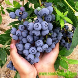 "DUKE" Highbush Blueberry Seeds (Vaccinium Corymbosum)