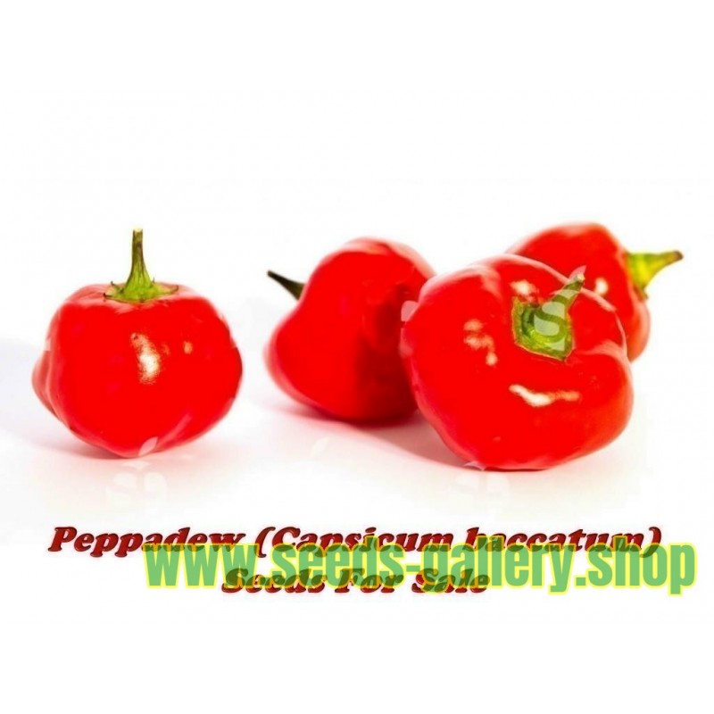 Peppadew Chili Seeds (Capsicum baccatum)