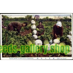 SAKURAJIMA DAIKON Giant Radish Seeds – Largest Radish in the World