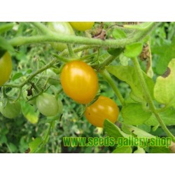Sementes de Galápagos Tomate selvagem RARO (cheesmanii Lycopersicon)