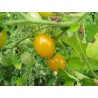 Galapagos - Wildtomate Samen SELTEN (Lycopersicon cheesmanii) | 2,65 €