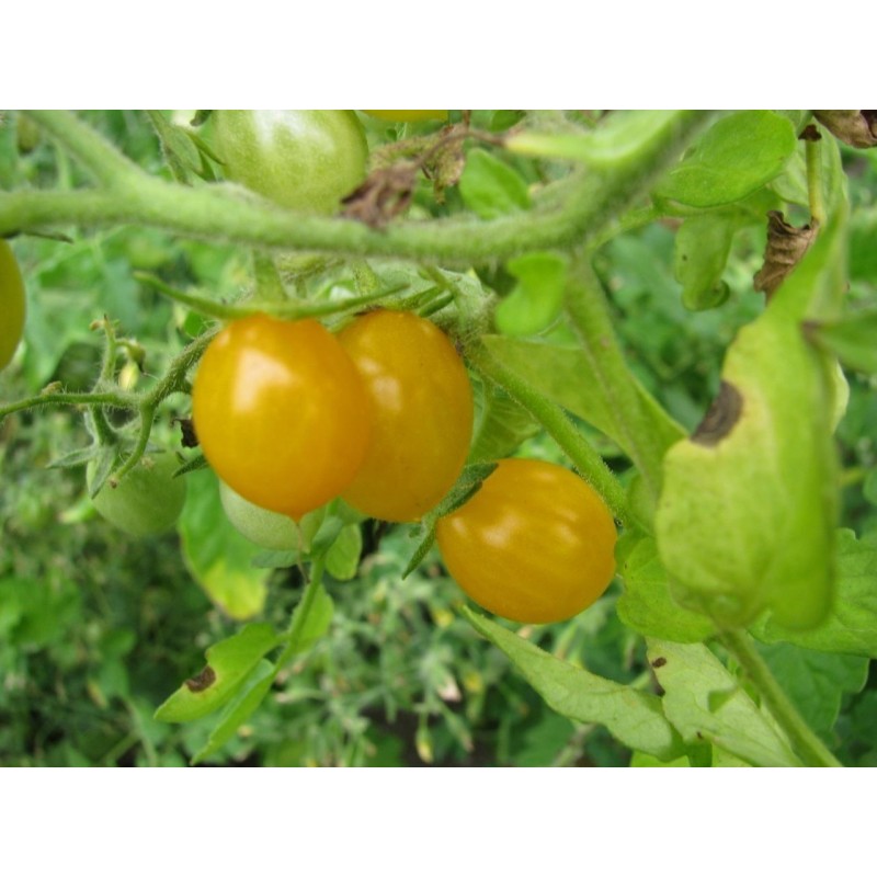 Galapagos - Wildtomate Samen SELTEN (Lycopersicon cheesmanii) | 2,65 €