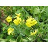 Galapagos Island Wild Tomato Seeds (Solanum chessmanii) | 2,65 €
