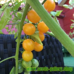 Graines de tomate sauvage des GALAPAGOS (Solanum Galapagense)