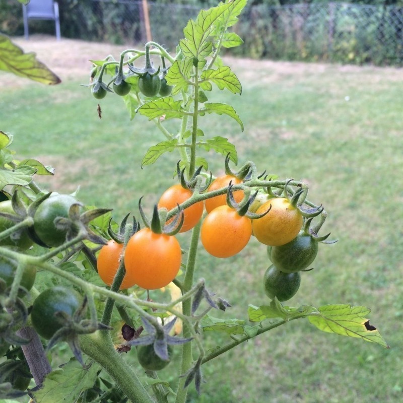 Galapagos - Wildtomate Samen SELTEN (Lycopersicon cheesmanii) | 2,65 €