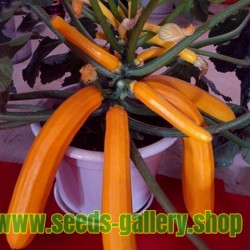 Orange Zucchini Samen SOLEIL
