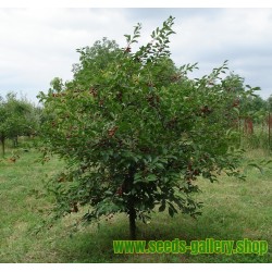 Surkörsbär Fröer (Prunus cerasus)