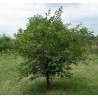 Mahaleb Cherry Seeds (Prunus mahaleb) | €2.20