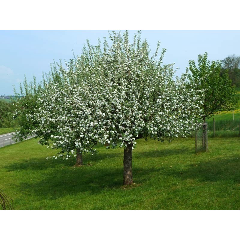 Mahaleb Cseresznye Magvak (Prunus mahaleb) | 2,20 €