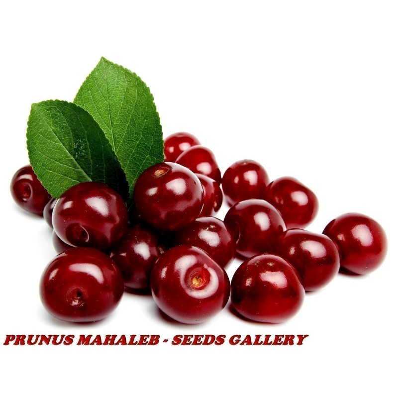 Mahaleb Cseresznye Magvak (Prunus mahaleb) | 2,20 €