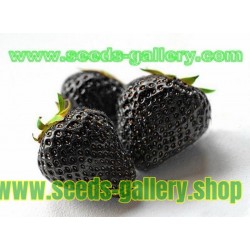 Μαύρο Φράουλα σπόροι - εξωτικά Σπάνιες