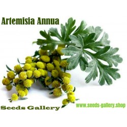 Semillas de AJENJO DULCE - planta medicinal (Artemisia annua)