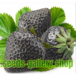 Exotic Rare Black Strawberry Seeds