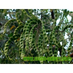 Graines de CONDORI ou CARDINALIER (Adenanthera pavonina)