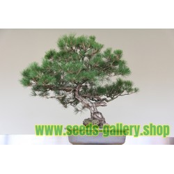 Bonsai Seme Australian Pine