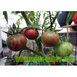 Sementes de tomate Black Vernissage