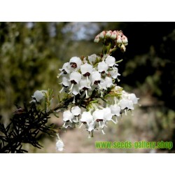 Semillas de Brezo Arbóreo, Brezo Blanco (Erica arborea)