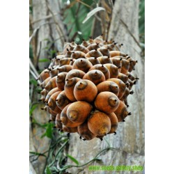 Africka uljna palma Seme (Elaeis guineensis)
