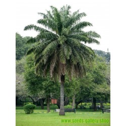 African Oil Palm Seeds (Elaeis guineensis)