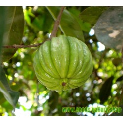 Garcinia Gummi-Gutta - Garcinia Cambogia Seeds